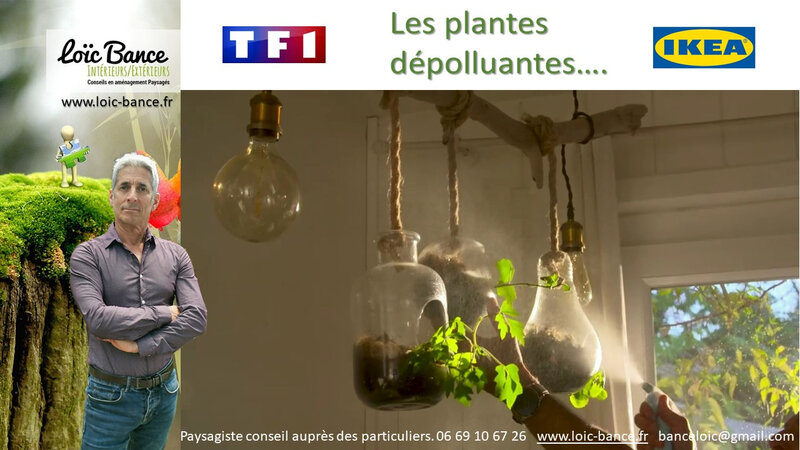 Paysagiste Pays Basque plantes depolluantes dans nos interieurs