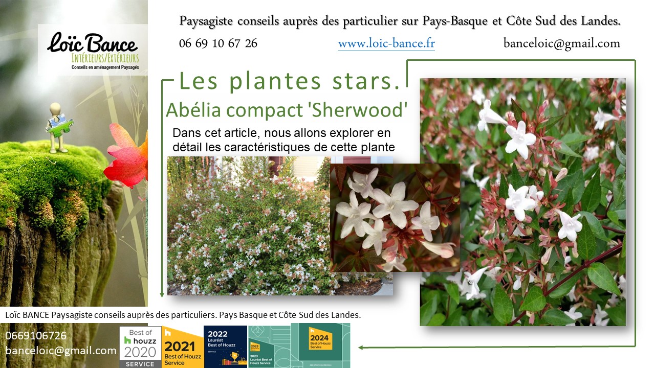 Arbuste; Paysagiste Pays Basque; Paysagiste Landes; Paysagiste conseil; 
