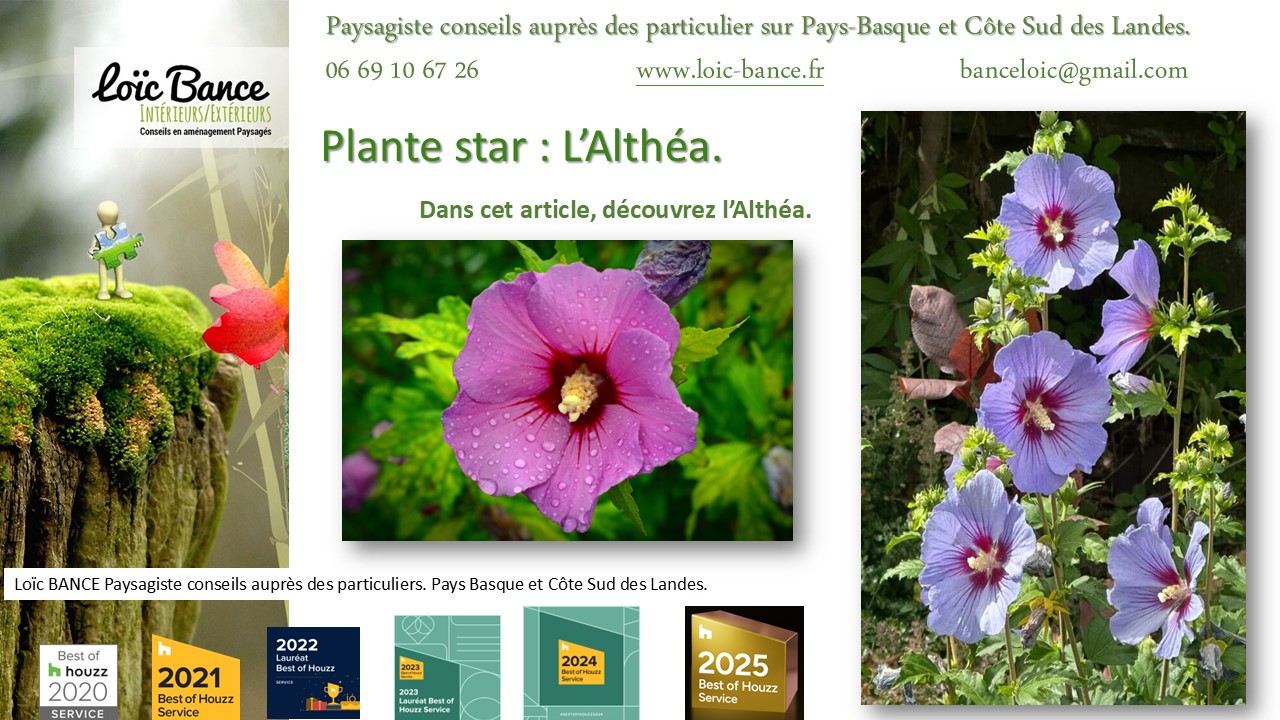 Fiche technique de l'Althéa Hibiscus par Pays Basque Paysages