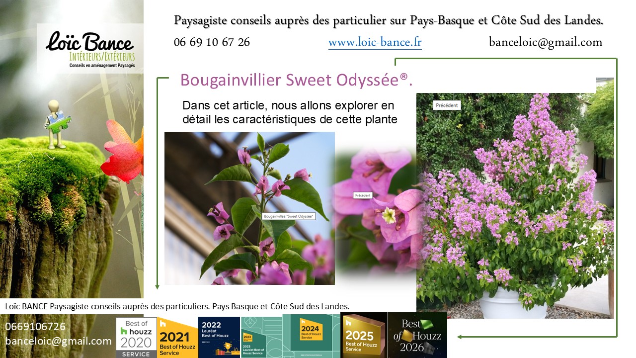 Paysagiste Pays basque Bougainvillier Sweet Odyssée®